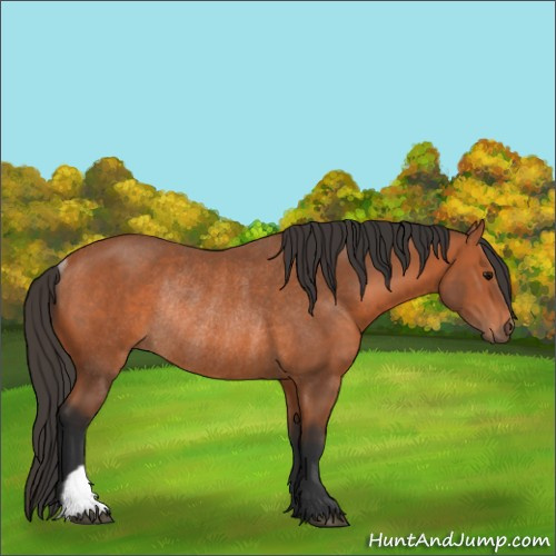 Horse Color:Bay Rabicano 