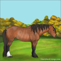 Horse Color:Bay Rabicano 
