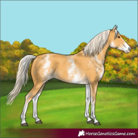 Horse Color:White Spotted Palomino 