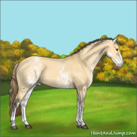 Horse Color:White Spotted Buckskin Dun Appaloosa 