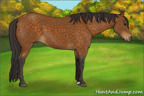 Horse Color:Buckskin 