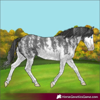 Horse Color:Black Sabino Splash 