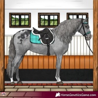 Horse Color:Black Appaloosa 