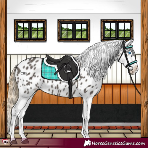 Horse Color:Smoky Grullo Splash Appaloosa 