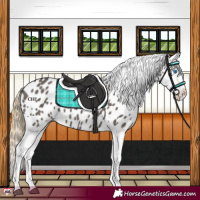 Horse Color:Smoky Grullo Splash Near Leopard 