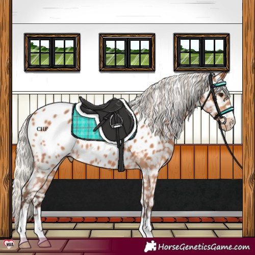 Horse Color:Silver Bay Appaloosa 