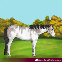 Horse Color:White Spotted Brown Sabino