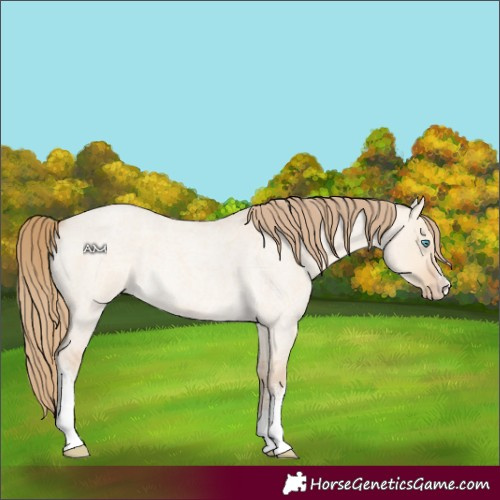 Horse Color:White Spotted Perlino Roan Dun 