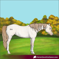 Horse Color:White Spotted Perlino Roan Dun 