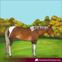 Horse Color:Chocolate Palomino Tobiano 
