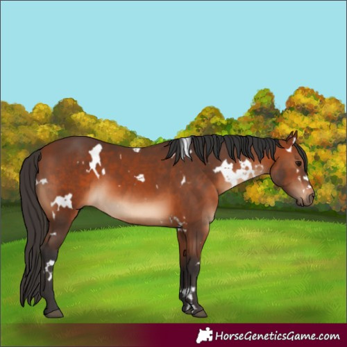 Horse Color:White Spotted Bay 