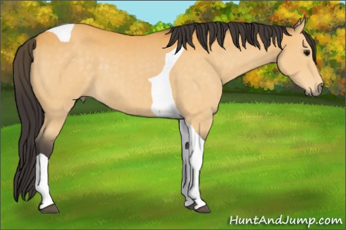 Horse Color:Buckskin Tobiano 