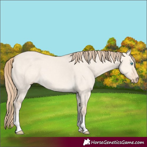 Horse Color:White Spotted Perlino Dun 