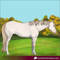 Horse Color:White Spotted Perlino Dun 