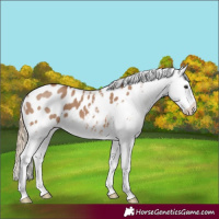 Horse Color:Red Dun Splash Appaloosa 