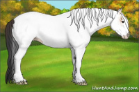 Horse Color:White Spotted Bay Dun 