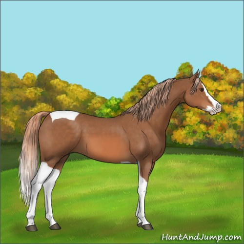 Horse Color:Chestnut Splash Tobiano 