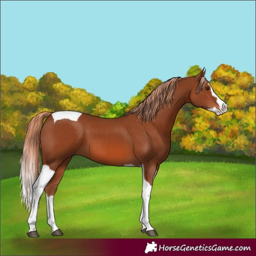 Horse Color:Chestnut Splash Tobiano 