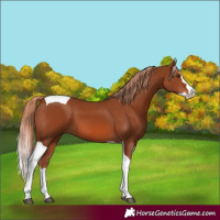 Horse Color:Chestnut Splash Tobiano