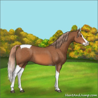 Horse Color:Chestnut Splash Tobiano 