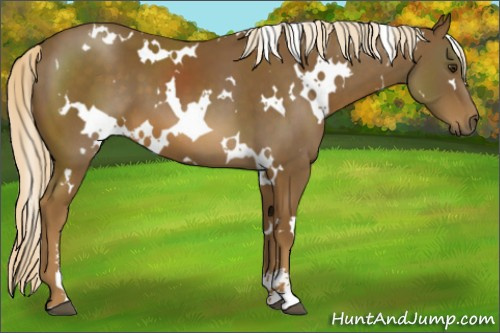 Horse Color:White Spotted Chocolate Palomino Sabino