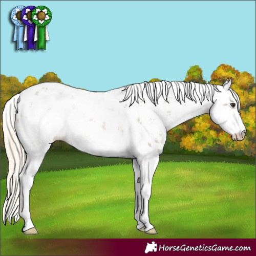 Horse Color:Chocolate Palomino Sabino 