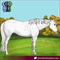 Horse Color:Chocolate Palomino Sabino 