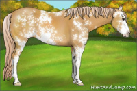 Horse Color:Palomino Sabino 