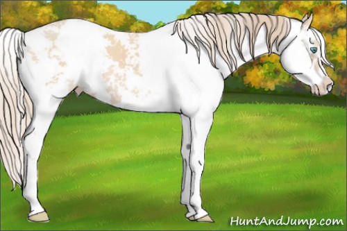 Horse Color:Perlino Sabino
