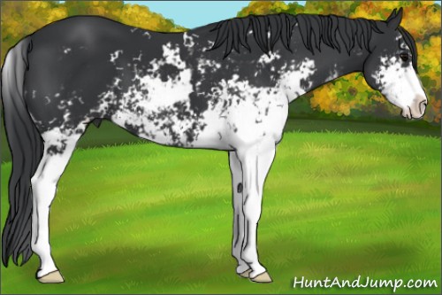 Horse Color:Black Sabino