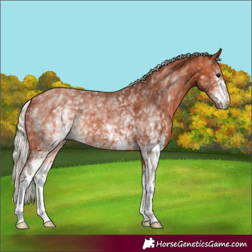 Horse Color:White Spotted Silver Bay 