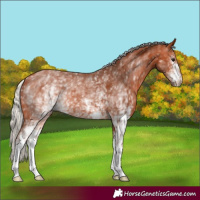 Horse Color:White Spotted Silver Bay 