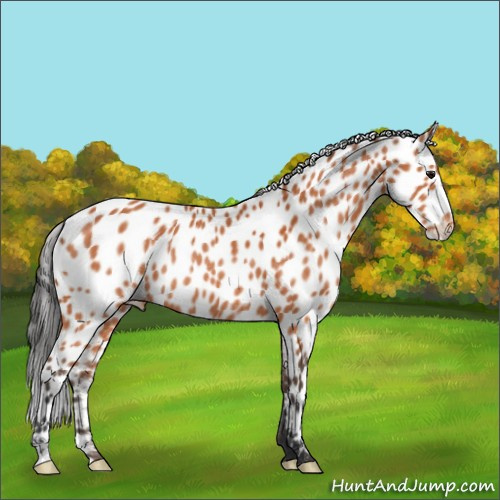 Horse Color:Bay Appaloosa Rabicano 