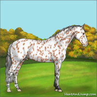 Horse Color:Bay Appaloosa Rabicano 