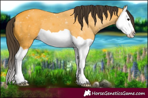 Horse Color:Buckskin Splash 