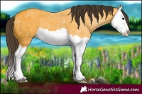 Horse Color:Buckskin Splash