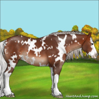 Horse Color:White Spotted Silver Brown Sabino Splash