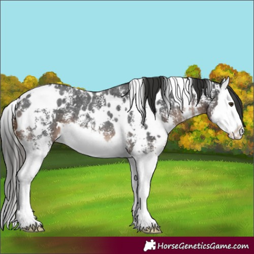 Horse Color:White Spotted Liver Chestnut Sabino Splash 