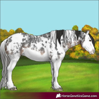 Horse Color:White Spotted Liver Chestnut Sabino Splash 