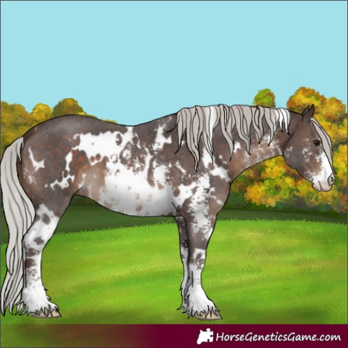Horse Color:White Spotted Silver Brown Sabino 