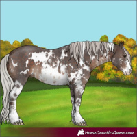 Horse Color:White Spotted Silver Brown Sabino 