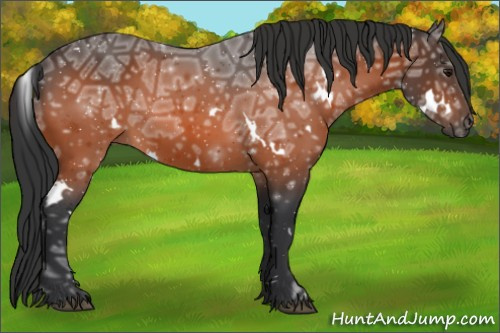 Horse Color:White Spotted Bay Ice Rabicano