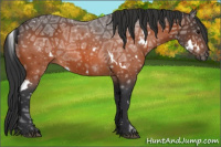 Horse Color:White Spotted Bay Ice Rabicano