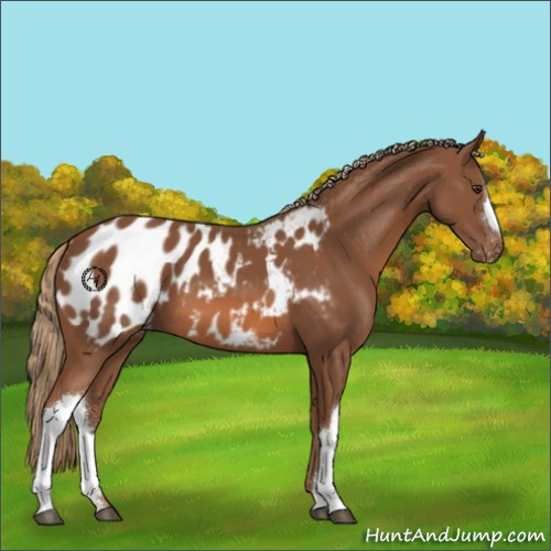 Horse Color:Chestnut Appaloosa 