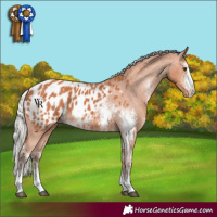 Horse Color:Silver Bay Sabino Appaloosa
