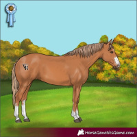 Horse Color:Chestnut 