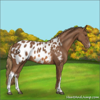 Horse Color:Chestnut Appaloosa 