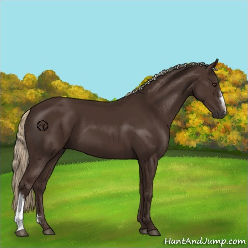 Horse Color:Liver Chestnut 