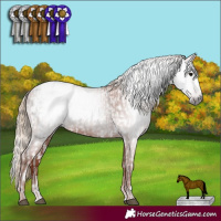 Horse Color:Gray Brown Sabino Varnish Rabicano  and Chestnut Varnish Rabicano 