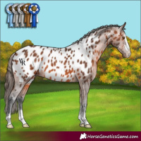 Horse Color:Bay Appaloosa 